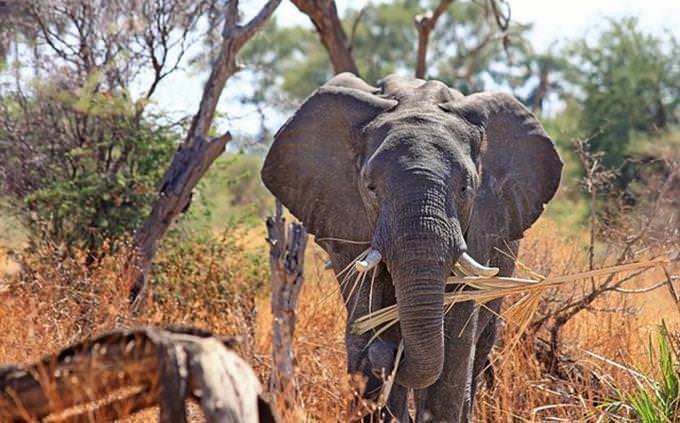 elefante na África