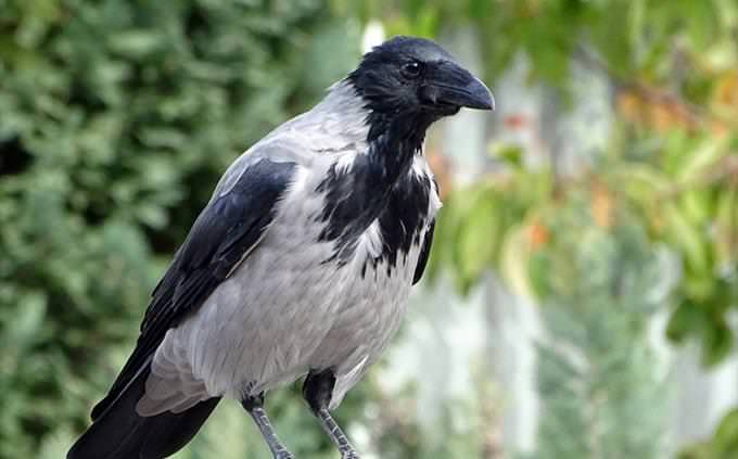 Animal vocabulary test: crow