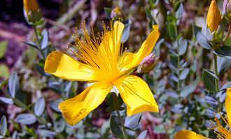Flor amarela com poucas pétalas
