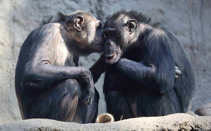 macacos se beijando