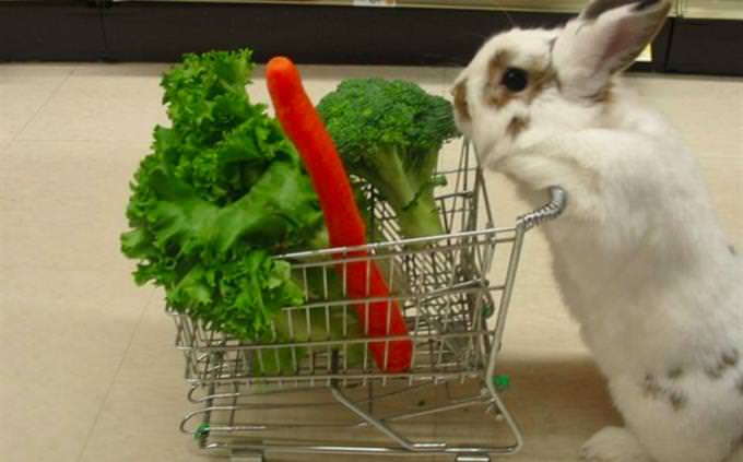 Compras de coelhos