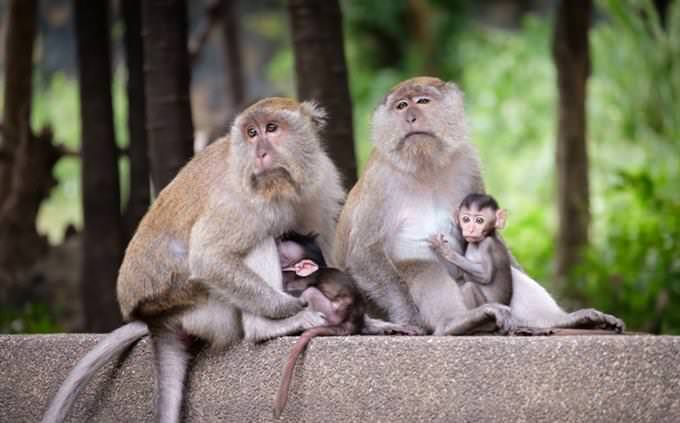 Animal vocabulary test: monkeys
