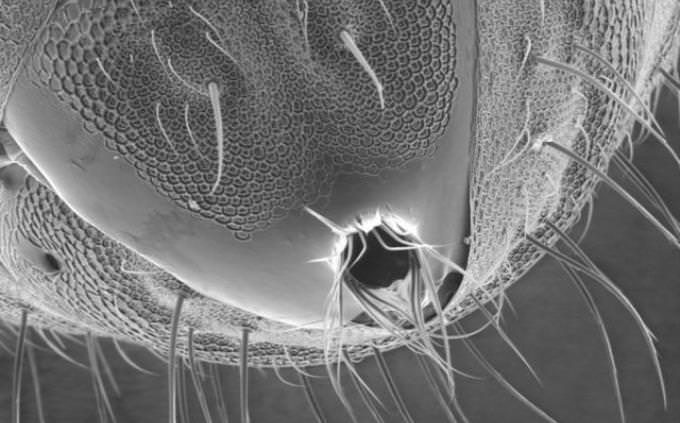 traseiro da formiga no microscópio