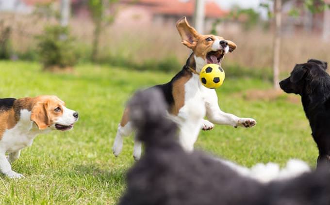 Cachorros brincando com bola pequena