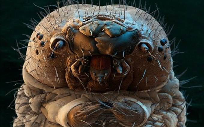 lagarta sob microscópio