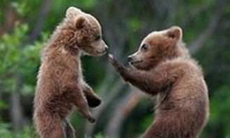 Dois ursos que lutam