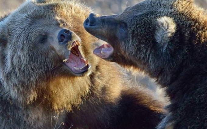 Os ursos estão lutando