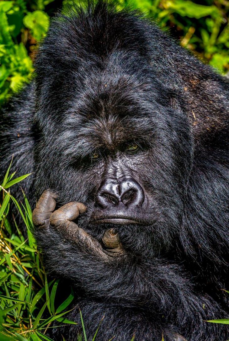 Fotos engraçadas do prêmio Comédia da Vida Animal 2020
