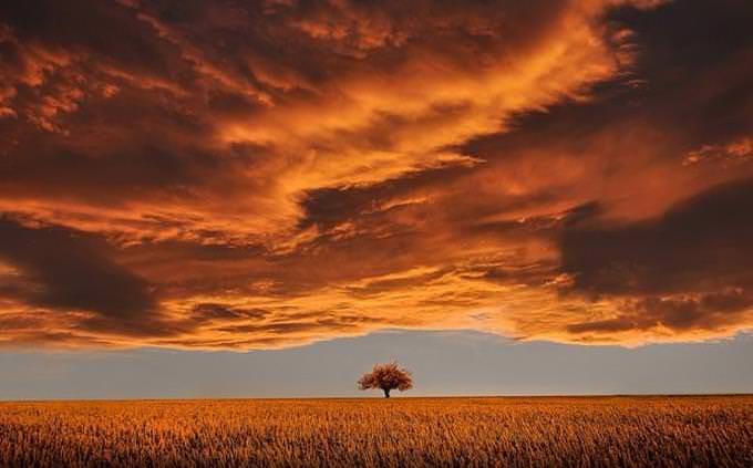 a tree in a field with the sun setting over it