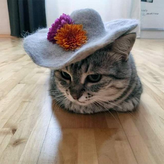 Gatos com chapéus