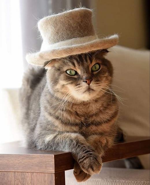 Gatos com chapéus