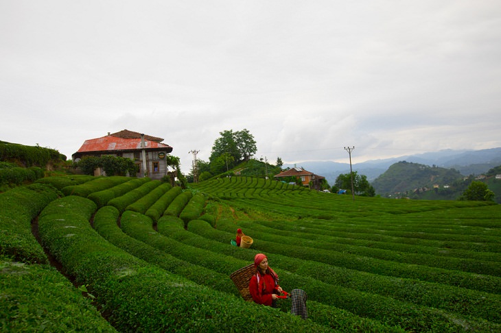 Belas paisagens de plantações de chá