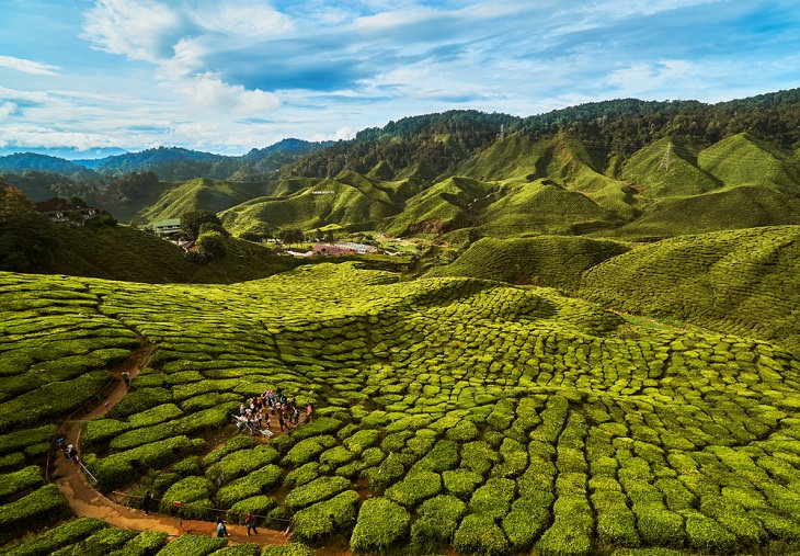 Belas paisagens de plantações de chá