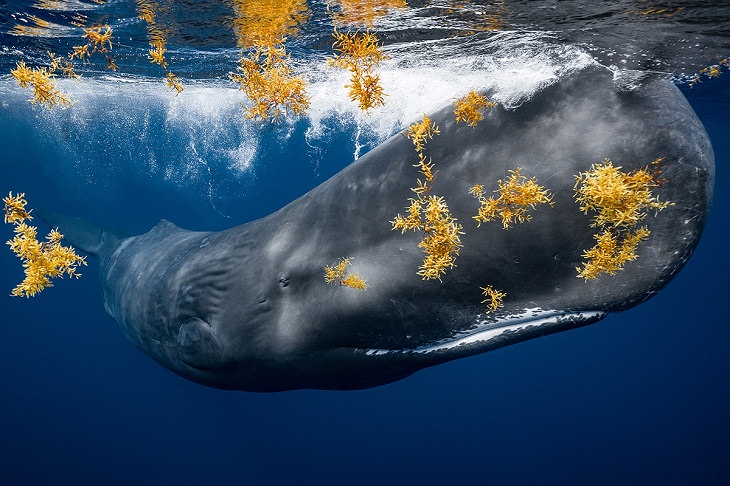 Prêmios de fotografia oceânica de 2021,