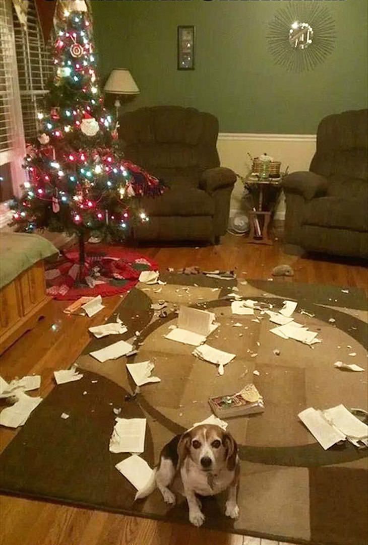Animais de estimação bagunçando decorações de Natal