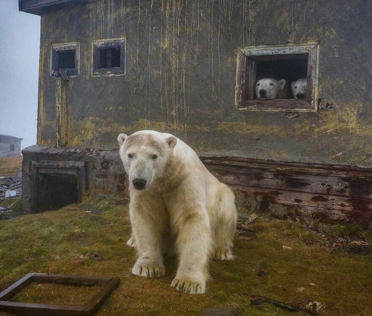 Fotografias de ursos polares em uma estação desativada