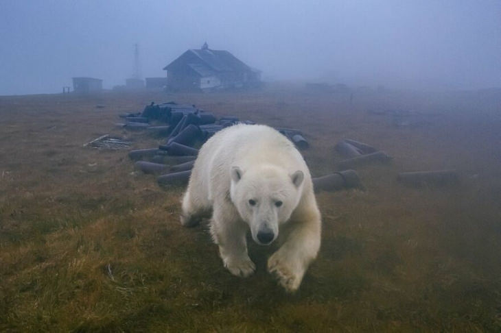 Fotografias de ursos polares em uma estação desativada