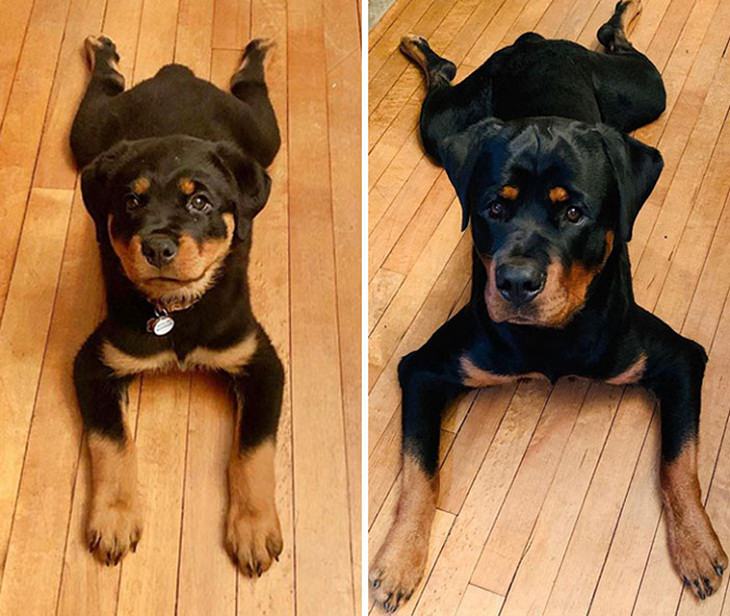 Os cães antes e depois de crescerem