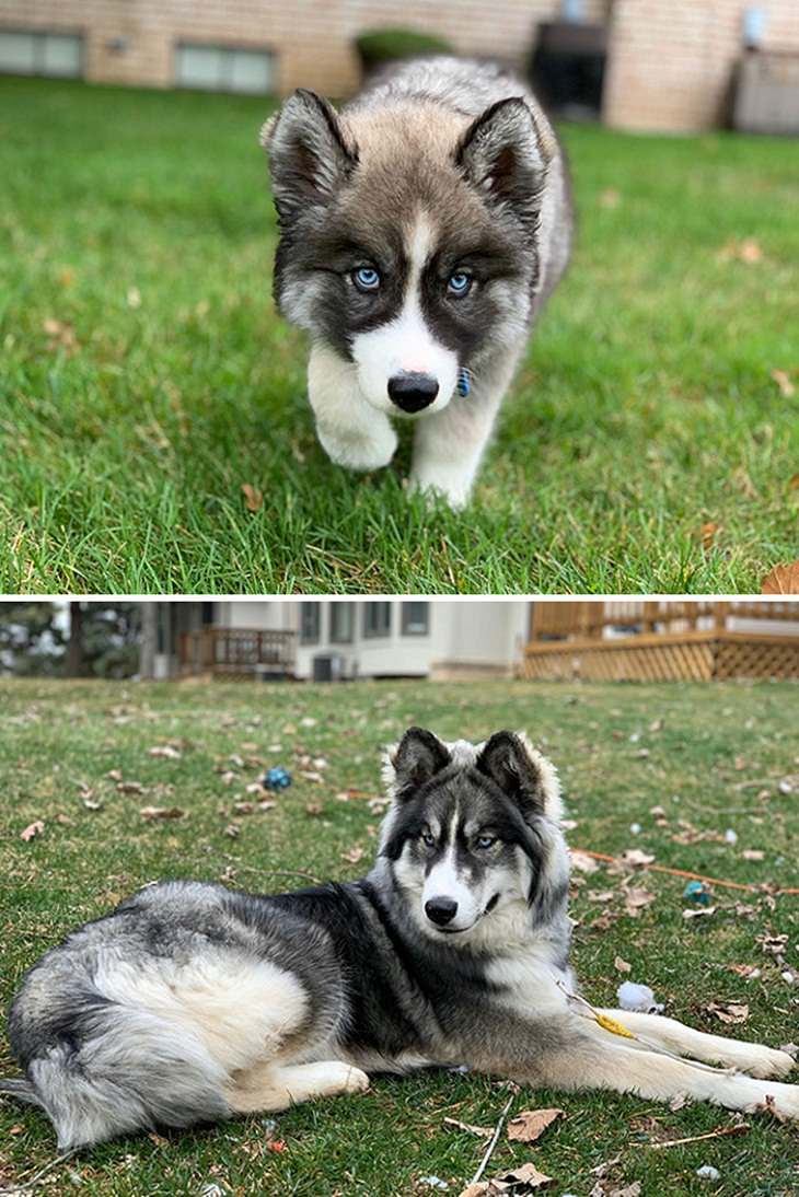 Os cães antes e depois de crescerem