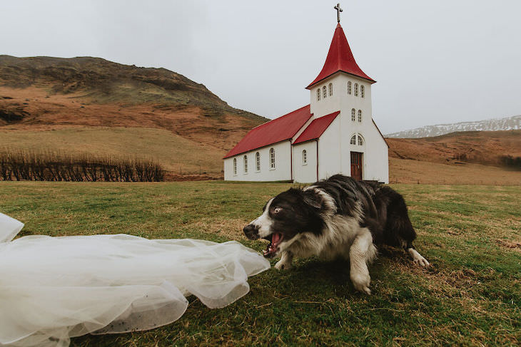 Concurso mais fofo: melhor cachorro em uma foto de casamento de 2021