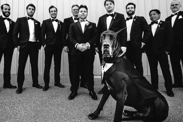 Concurso mais fofo: melhor cachorro em uma foto de casamento de 2021