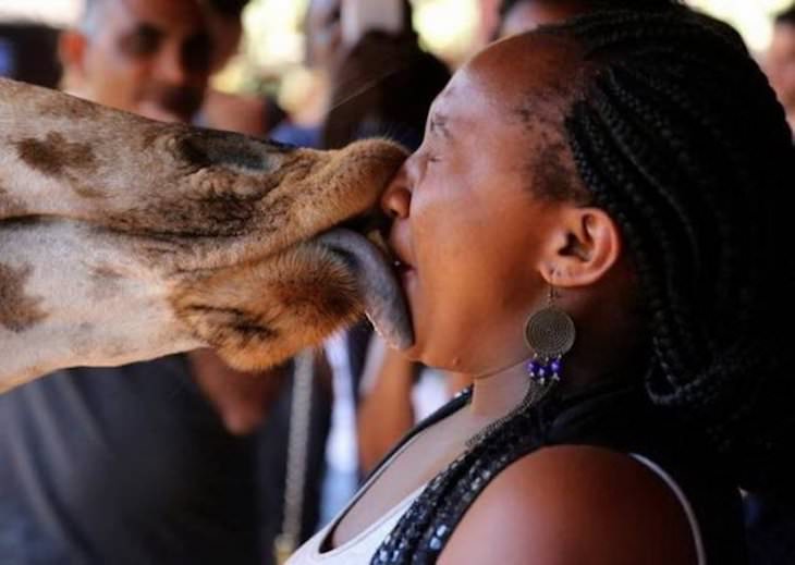 Perfectly Times Photos giraffe kiss