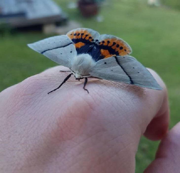 Beleza da Natureza, mariposa
