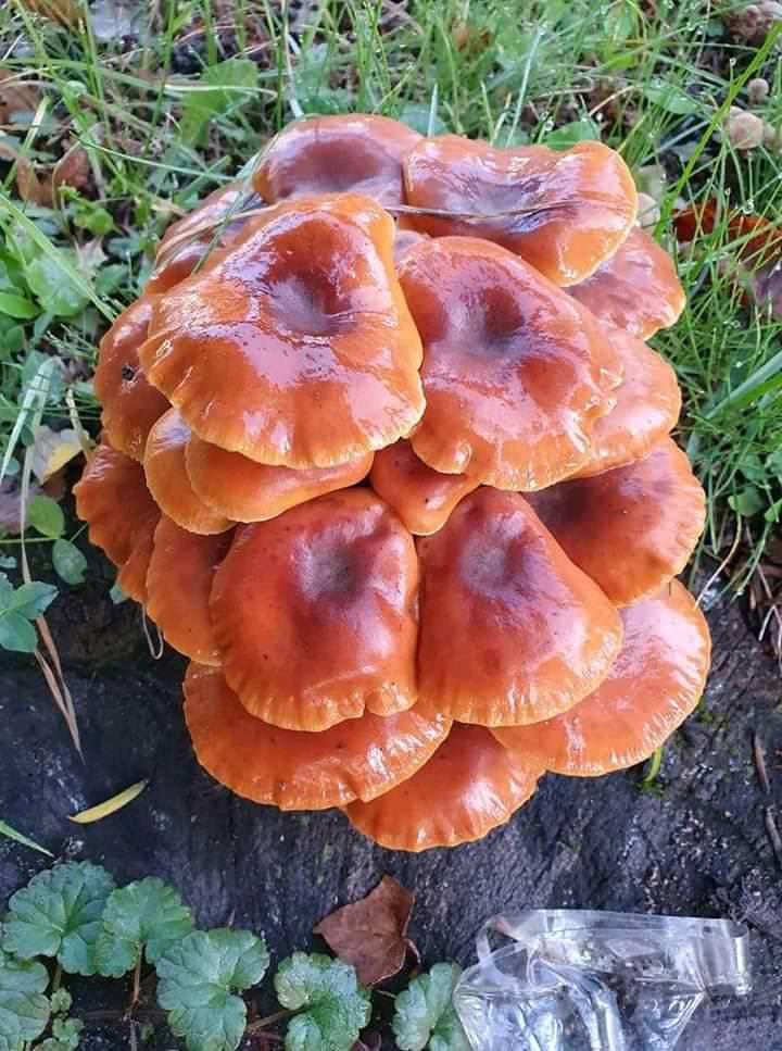 Cogumelos estranhos