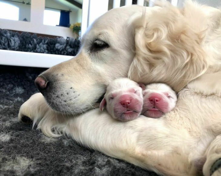 Momentos de mamães de cachorrinhos