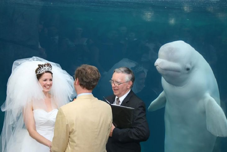 Epic Photobombing Moments, dolphin, wedding