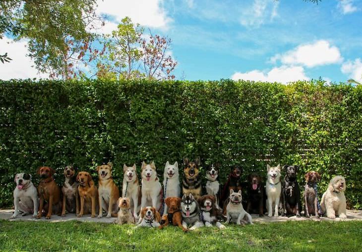 Fotos perfeitas e adoráveis de cães em grupo 