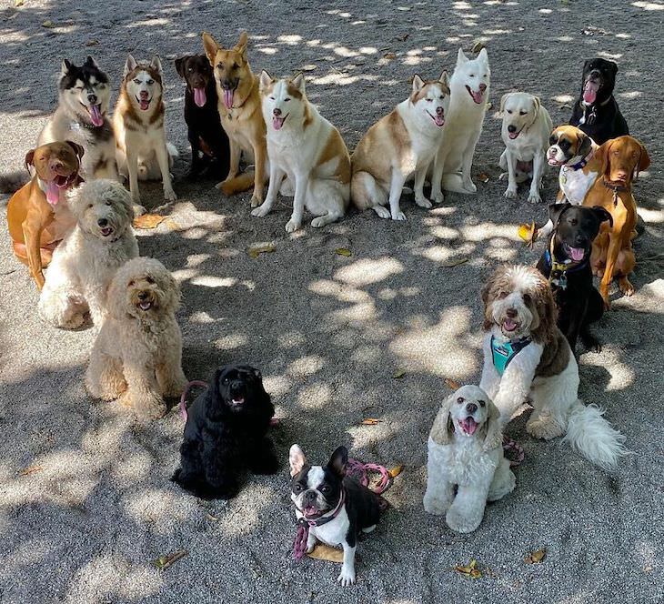 Fotos perfeitas e adoráveis de cães em grupo 