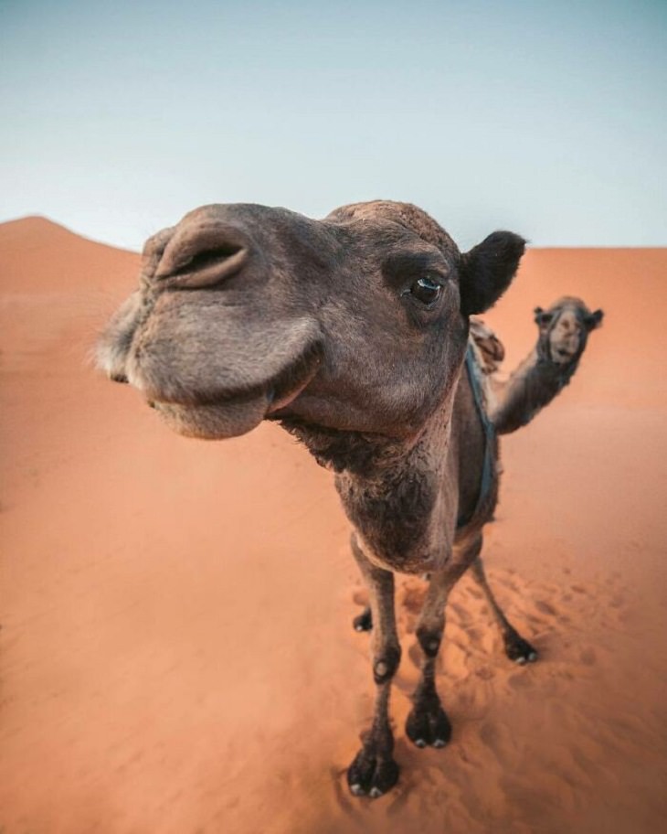 Epic Photobombing Moments, camels
