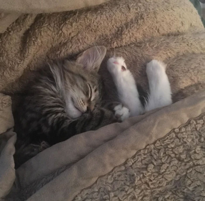 Gatos adoráveis e prontos para dormir