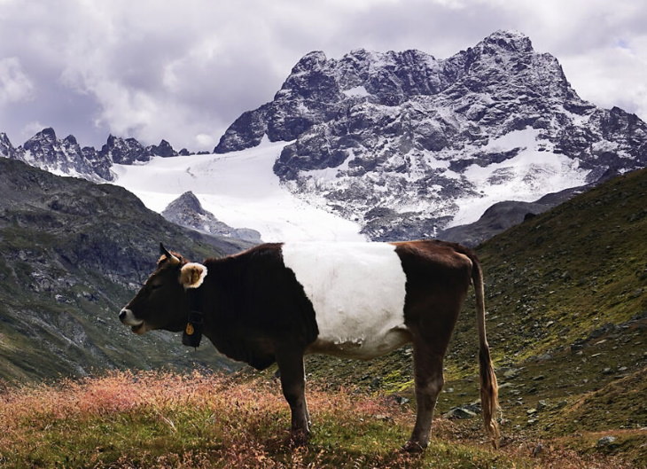 2021 CEWE Awards "Kuh Oder Gletscher?" (Cow or Glacier?) by Stefan Schorno