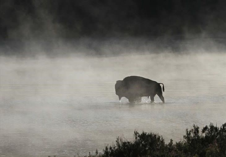 Animais - Parque Nacional de Yellowstone