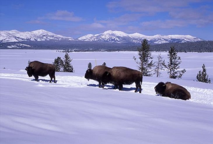 Animais - Parque Nacional de Yellowstone
