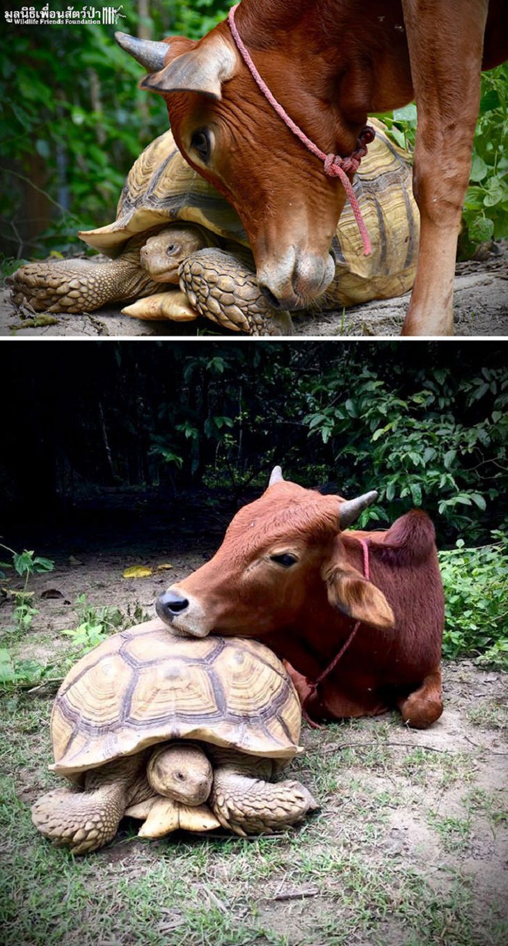 Tartarugas e jabotis adoráveis