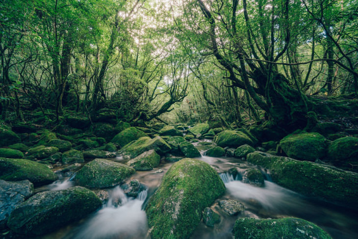 Imagens da floresta Shiratani Unsuikyo por Yuichi Yokota