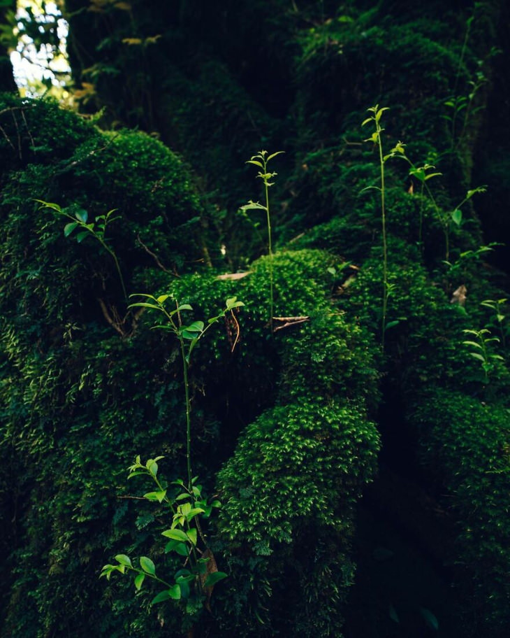 Imagens da floresta Shiratani Unsuikyo por Yuichi Yokota