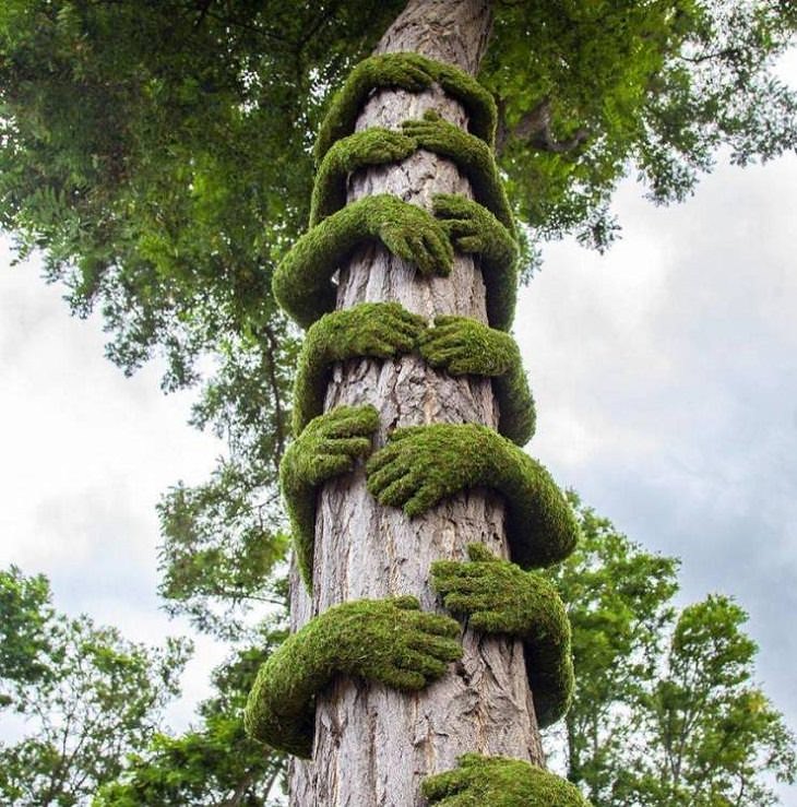 10. Chamado de "O Abraço da Árvore", este projeto único foi feito pelo artista botânico Christophe Guinet nos Jardins da Europa em Annecy, França.
