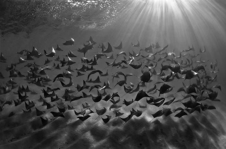 Concurso de Fotógrafo Subaquático do Ano