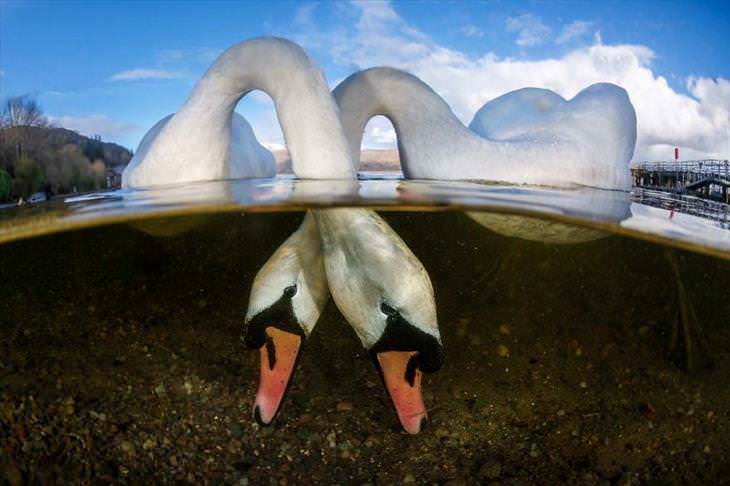 Concurso de Fotógrafo Subaquático do Ano