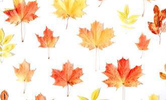 Encontre as diferenças no outono: folhas