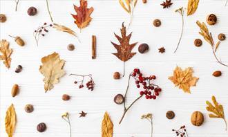 Encontre as diferenças no outono: folhas caídas e bagas