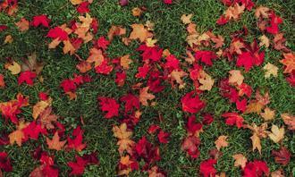 Encontre as diferenças no outono: folhas caídas na grama