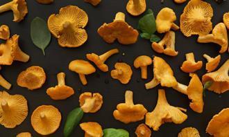 Encontre as diferenças no outono: cogumelos