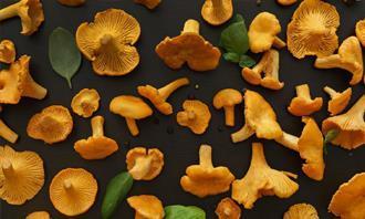 Encontre as diferenças no outono: cogumelos