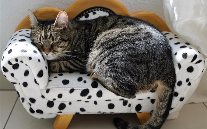 O que seus hábitos de sono revelam sobre seu futuro: um gato dormindo em um pequeno sofá