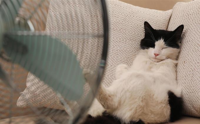 O que seus hábitos de sono revelam sobre seu futuro: um gato dormindo na cama